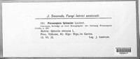 Peronospora spinaciae image